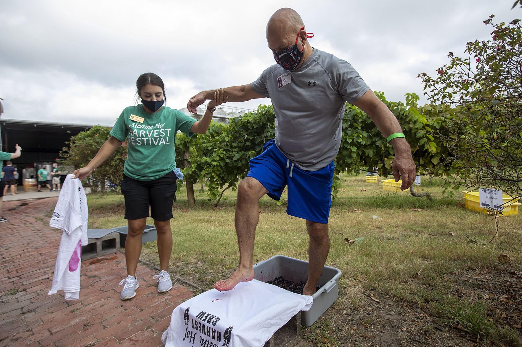 Grape harvest
